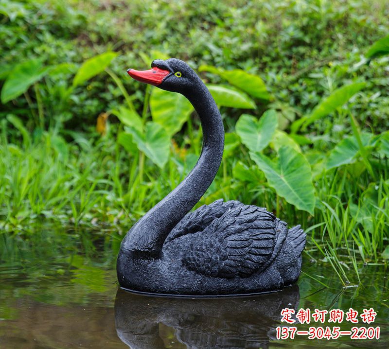 合肥黑天鹅婉约鱼尾,完美呈现园林水塘水景