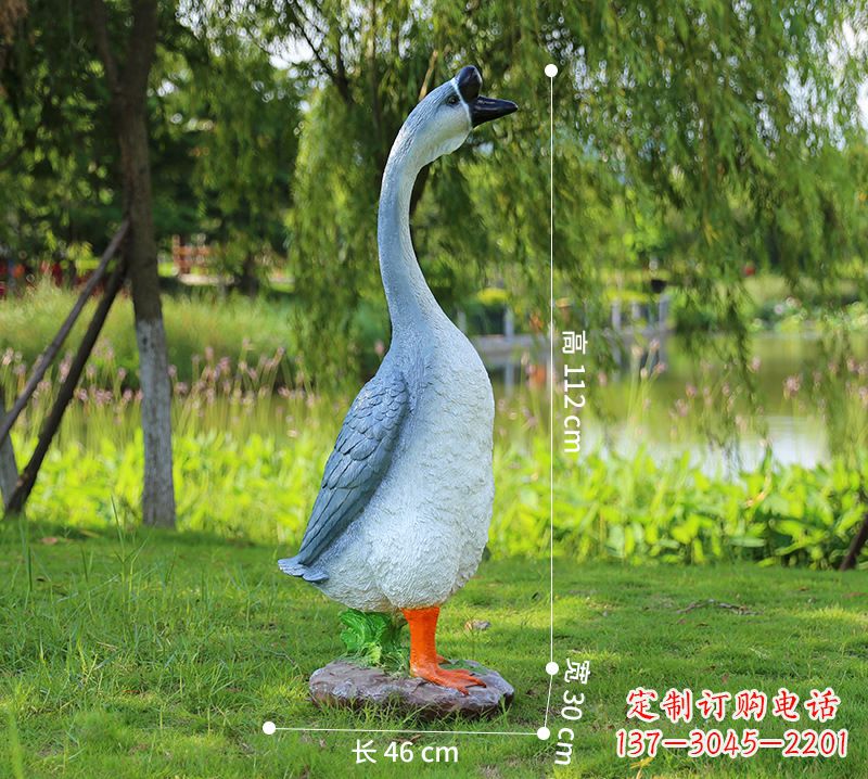 合肥站立立脖灰色天鹅